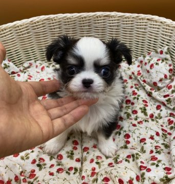 チワワ(ロング)【北海道・男の子・2019年12月3日・ブラックタン&ホワイト】の写真「整ったお顔 PRAクリア」