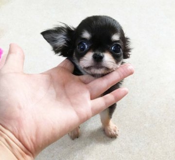 チワワ(ロング)【北海道・女の子・2018年8月9日・ブラックタン】の写真「小ぶりでお顔の可愛い子💕」
