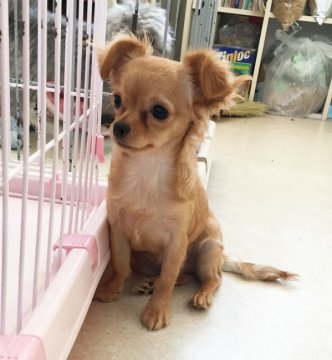 チワワ(ロング)【北海道・女の子・2017年8月8日・レッド】の写真「無駄吠えなし　かなり小ぶりな女の子」