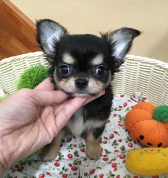 チワワ(ロング)【北海道・男の子・2018年8月9日・ブラックタン】の写真「感謝祭セールしますよ〜‼️リクエスト受付中」