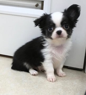 チワワ(ロング)【北海道・男の子・2019年4月12日・ブラック&ホワイト】の写真「尻尾折れてます。」