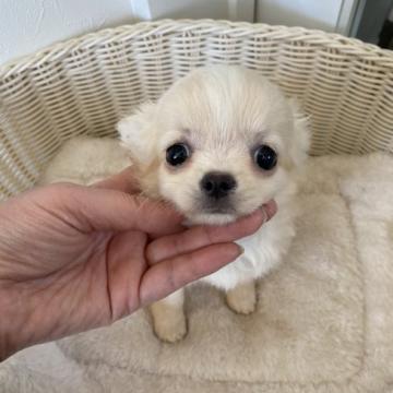 チワワ(ロング)【北海道・女の子・2022年6月25日・クリーム】の写真「ぱっちりお目め」