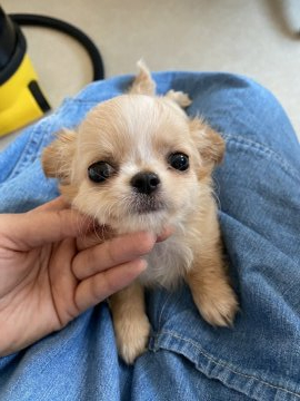 チワワ(ロング)【北海道・男の子・2020年8月12日・レッド&ホワイト】の写真「おっとりしてて小さめ PRAクリア」