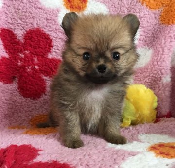チワワ ポメラニアン【北海道・男の子・2017年4月7日・オレンジ】の写真「かなり小さめ 元気 見た目ポメラニアン」