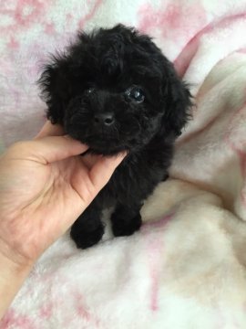 トイプードル(タイニー)【北海道・男の子・2016年6月19日・ブラック】の写真「お父さんはAMCH直子 両血統！」