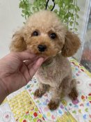 トイプードル【・女の子・2023年1月24日・レッド】