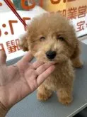 タイニープードル【北海道・男の子・2022年11月19日・レッド】の写真2