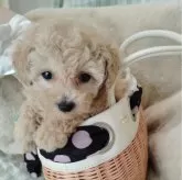 タイニープードル