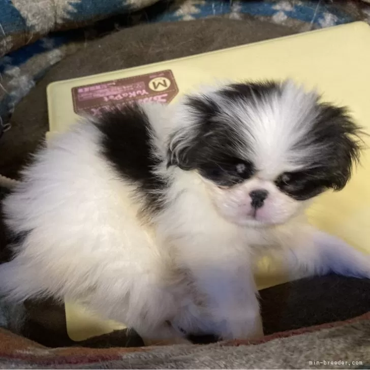 ID：2410-05731の子犬