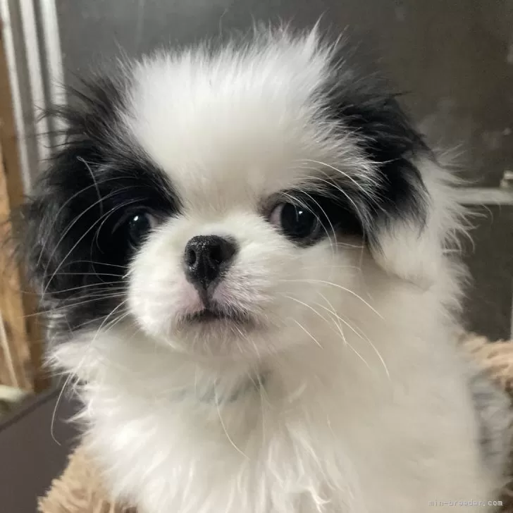 ID：2412-00052の子犬
