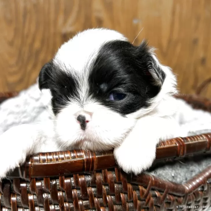 狆(チン)【静岡県・女の子・2025年10月12日・白黒】の写真1