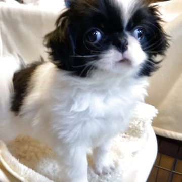 狆(チン)【静岡県・男の子・2025年7月31日・白黒】の写真「『狆専門犬舎』」