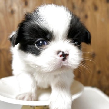 狆(チン)【静岡県・女の子・2025年10月12日・白黒】の写真「『狆専門犬舎』」