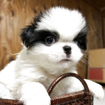 狆(チン)【静岡県・男の子・2025年10月5日・白黒】の写真「『狆専門犬舎』」