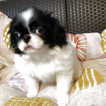 狆(チン)【静岡県・男の子・2025年7月31日・白黒】の写真「『狆専門犬舎』」