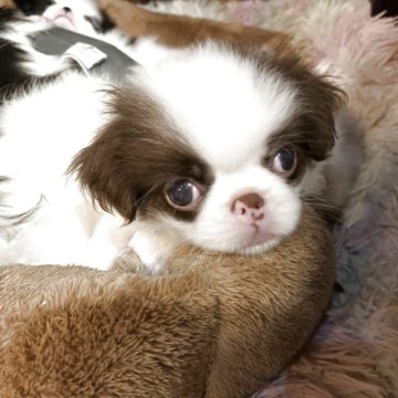 狆(チン)【静岡県・男の子・2025年8月5日・白赤】の写真「『狆専門犬舎』」