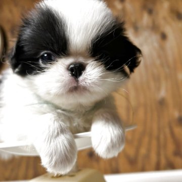 狆(チン)【静岡県・男の子・2025年10月5日・白黒】の写真「『狆専門犬舎』」