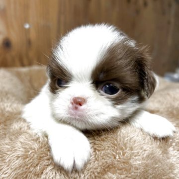 狆(チン)【静岡県・男の子・2025年8月5日・白茶】の写真「『狆専門犬舎』」