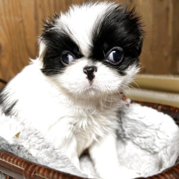 狆(チン)【静岡県・女の子・2025年10月12日・白黒】の写真「『狆専門犬舎』」
