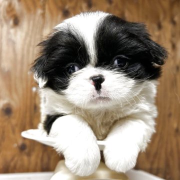 狆(チン)【静岡県・男の子・2025年10月18日・白黒】の写真「『狆専門犬舎』」