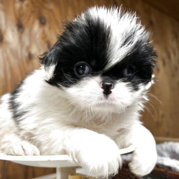 狆(チン)【静岡県・女の子・2025年10月12日・白黒】の写真「『狆専門犬舎』」