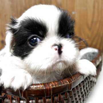 狆(チン)【静岡県・女の子・2025年10月12日・白黒】の写真「『狆専門犬舎』」