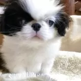 狆(チン)