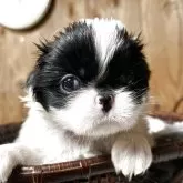 狆(チン)【静岡県・女の子・2025年10月12日・白黒】の写真1「紫」