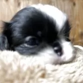 狆(チン)
