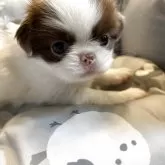 狆(チン)
