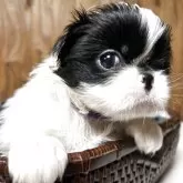 狆(チン)【静岡県・女の子・2025年10月12日・白黒】の写真2