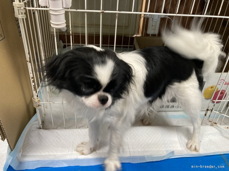 狆(チン)【・女の子・2022年11月27日・白黒】