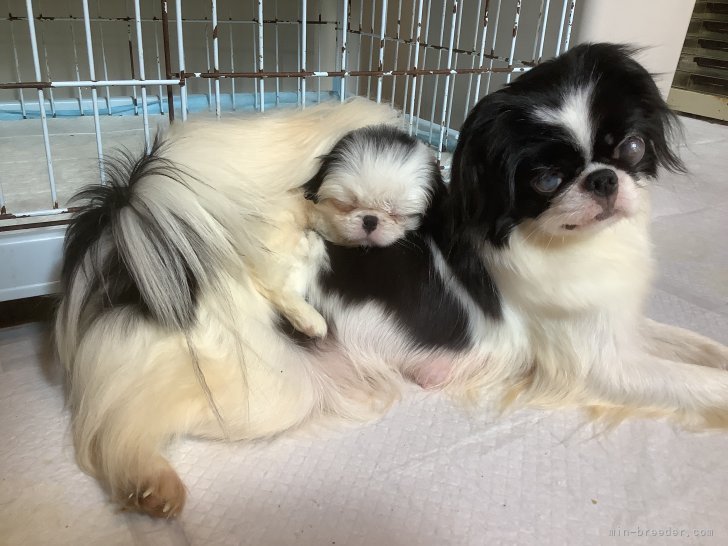 狆(チン)【・女の子・2019年7月18日・白黒】