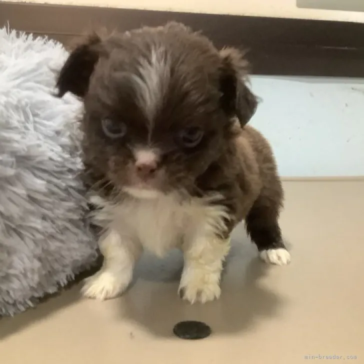 ID:2302-04720の子犬
