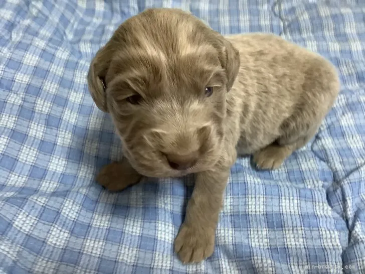 M.T 様のお迎えした子犬
