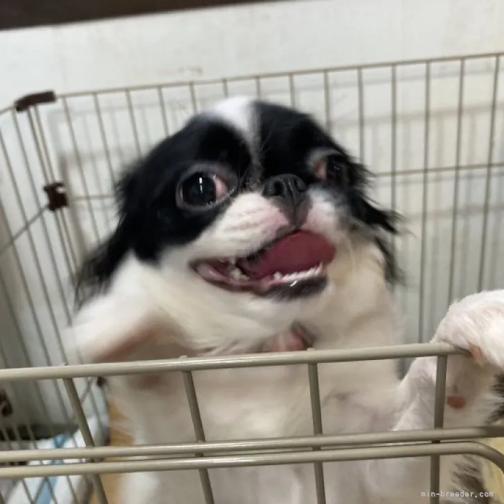 ID：2305-03075の子犬