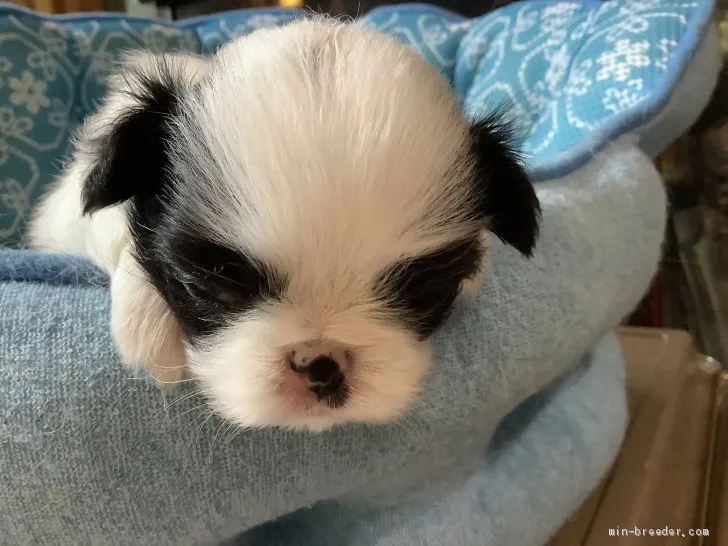 ID：2006-00684の子犬