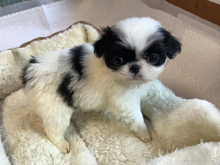 ID:2202-03405の子犬