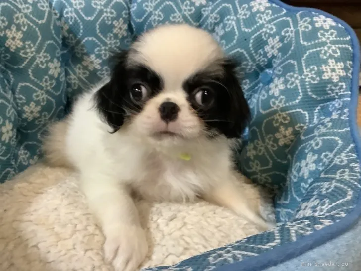 ID:2008-01364の子犬