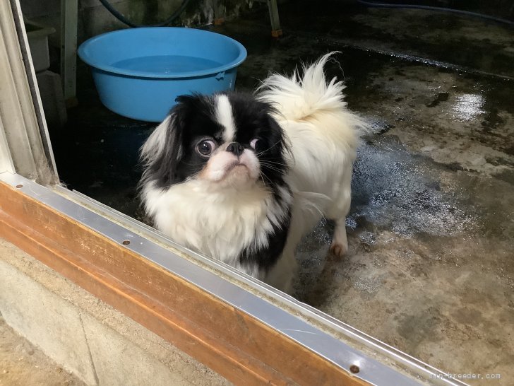 狆(チン)【・女の子・2020年6月23日・白黒】