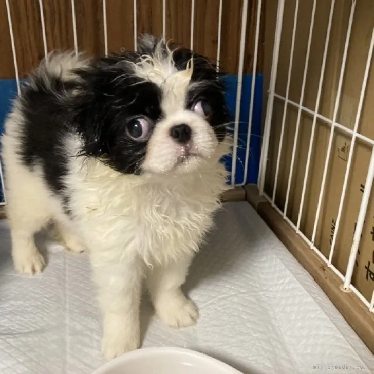 ID：2307-06627の子犬