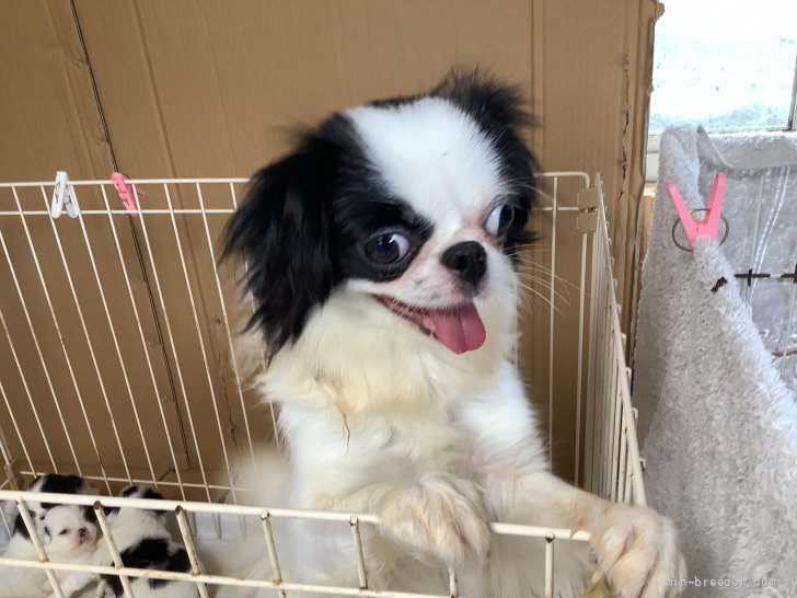 狆(チン)【・女の子・2020年5月22日・白黒】