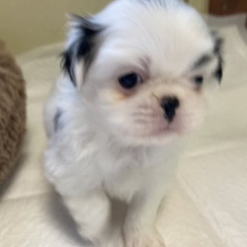 狆(チン)【静岡県・男の子・2023年4月5日・白黒】の写真「【狆専門犬舎】元気な子です」