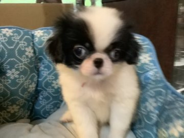 狆(チン)【静岡県・女の子・2020年5月26日・白黒】の写真「大人しい子です」