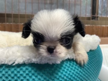 狆(チン)【静岡県・男の子・2020年9月9日・白黒】の写真「大人しい子です。」