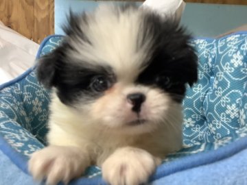 狆(チン)【静岡県・女の子・2020年6月23日・白黒】の写真「大人しい子です」