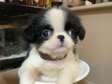 狆(チン)【静岡県・女の子・2020年5月26日・白黒】の写真「大人しい子です」