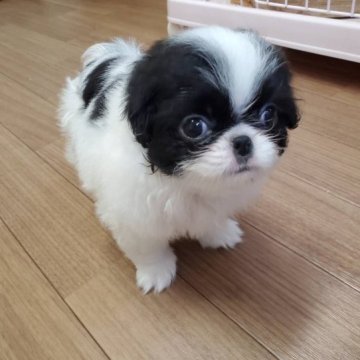 狆(チン)【静岡県・女の子・2023年4月20日・白黒】の写真「【狆専門犬舎】大人しい子です」