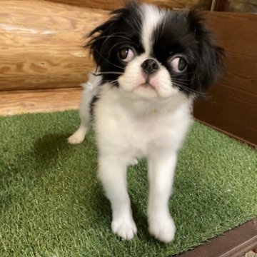 狆(チン)【静岡県・男の子・2023年4月11日・白黒】の写真「【狆専門犬舎】大人しい子です。」