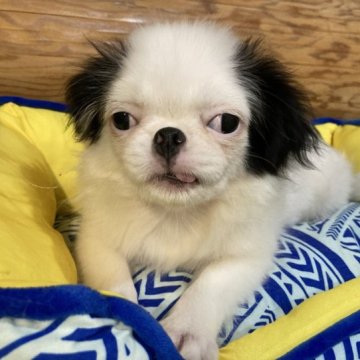 狆(チン)【静岡県・男の子・2023年5月21日・白黒】の写真「【狆専門犬舎】大人しい子です」